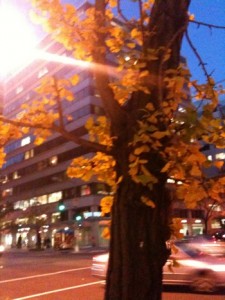 Tree with Fall colors