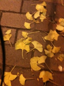 “I found a neat leaf”