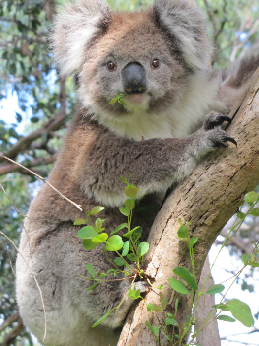 Picky eater. Sleeps a lot. Hugs trees. (definitely not talking about me, but I do love/hug trees)